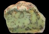 Polished Dendritic Opal (Moss Opal) - Australia #65418-1